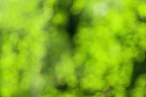Blurred bokeh background image of bright green foliage in spring or summer. photo