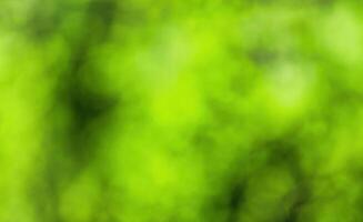 Blurred bokeh background image of bright green foliage in spring or summer. photo
