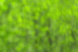 Blurred bokeh background image of bright green foliage in spring or summer. photo