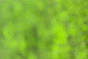 Blurred bokeh background image of bright green foliage in spring or summer. photo