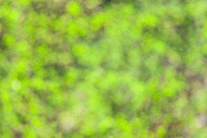 Blurred bokeh background image of bright green foliage in spring or summer. photo