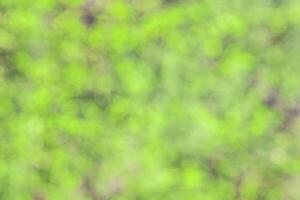 Blurred bokeh background image of bright green foliage in spring or summer. photo