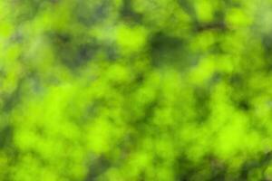 Blurred bokeh background image of bright green foliage in spring or summer. photo