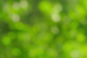 Blurred bokeh background image of bright green foliage in spring or summer. photo