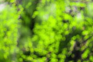 Blurred bokeh background image of bright green foliage in spring or summer. photo