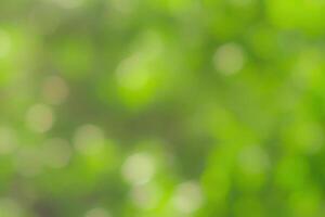 Blurred bokeh background image of bright green foliage in spring or summer. photo