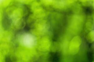 Blurred bokeh background image of bright green foliage in spring or summer. photo