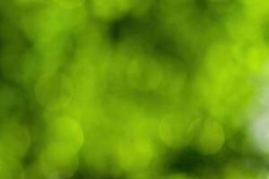 Blurred bokeh background image of bright green foliage in spring or summer. photo
