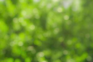 Blurred bokeh background image of bright green foliage in spring or summer. photo