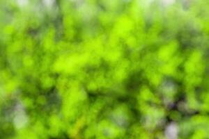 Blurred bokeh background image of bright green foliage in spring or summer. photo