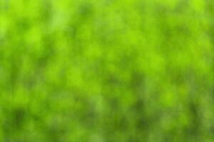 Blurred bokeh background image of bright green foliage in spring or summer. photo