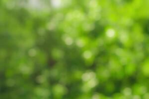 Blurred bokeh background image of bright green foliage in spring or summer. photo