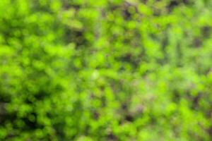 Blurred bokeh background image of bright green foliage in spring or summer. photo