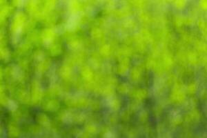 Blurred bokeh background image of bright green foliage in spring or summer. photo