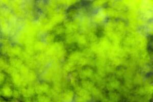 Blurred bokeh background image of bright green foliage in spring or summer. photo
