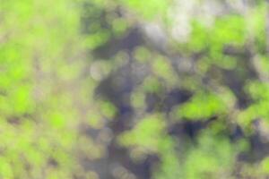 Blurred bokeh background image of bright green foliage in spring or summer. photo