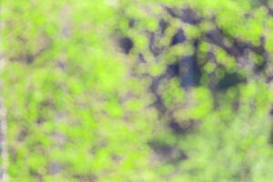 Blurred bokeh background image of bright green foliage in spring or summer. photo
