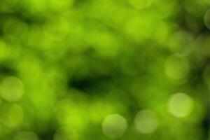 Blurred bokeh background image of bright green foliage in spring or summer. photo