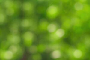 Blurred bokeh background image of bright green foliage in spring or summer. photo