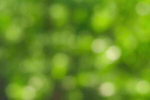 Blurred bokeh background image of bright green foliage in spring or summer. photo