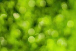 Blurred bokeh background image of bright green foliage in spring or summer. photo
