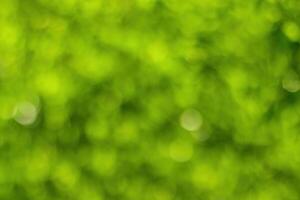 Blurred bokeh background image of bright green foliage in spring or summer. photo
