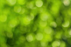 Blurred bokeh background image of bright green foliage in spring or summer. photo