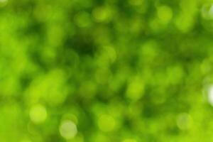 Blurred bokeh background image of bright green foliage in spring or summer. photo