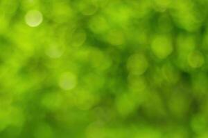 Blurred bokeh background image of bright green foliage in spring or summer. photo