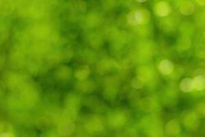 Blurred bokeh background image of bright green foliage in spring or summer. photo