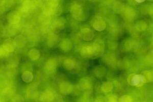 Blurred bokeh background image of bright green foliage in spring or summer. photo