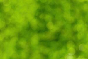 Blurred bokeh background image of bright green foliage in spring or summer. photo