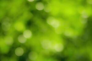 Blurred bokeh background image of bright green foliage in spring or summer. photo