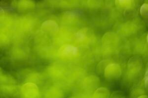 Blurred bokeh background image of bright green foliage in spring or summer. photo