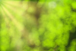 Blurred bokeh background image of bright green foliage and sunbeams in spring or summer. photo