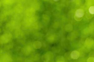 Blurred bokeh background image of bright green foliage in spring or summer. photo