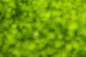 Blurred bokeh background image of bright green foliage in spring or summer. photo