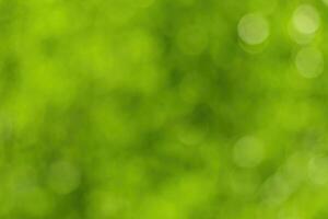 Blurred bokeh background image of bright green foliage in spring or summer. photo