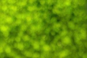 Blurred bokeh background image of bright green foliage in spring or summer. photo