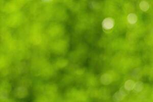 Blurred bokeh background image of bright green foliage in spring or summer. photo