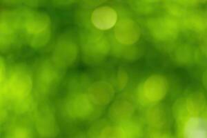 Blurred bokeh background image of bright green foliage in spring or summer. photo