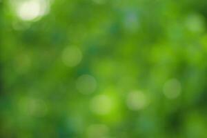 Blurred bokeh background image of bright green foliage in spring or summer. photo