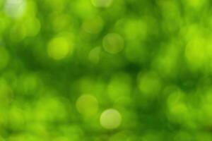 Blurred bokeh background image of bright green foliage in spring or summer. photo
