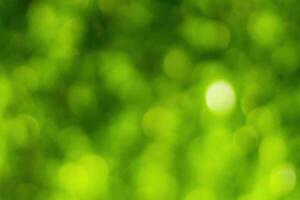 Blurred bokeh background image of bright green foliage in spring or summer. photo