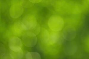 Blurred bokeh background image of bright green foliage in spring or summer. photo