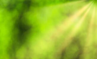 Blurred bokeh background image of bright green foliage and sunbeams in spring or summer. photo