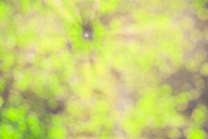 Blurred bokeh background image of bright green foliage and sunbeams in spring or summer. photo