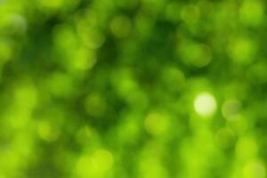 Blurred bokeh background image of bright green foliage in spring or summer. photo