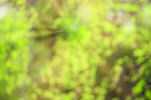 Blurred bokeh background image of bright green foliage and sunbeams in spring or summer. photo