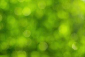 Blurred bokeh background image of bright green foliage in spring or summer. photo